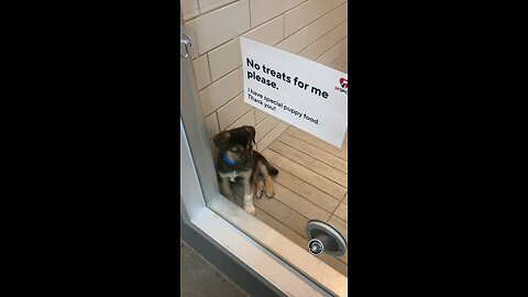 Cute dog at SPCA