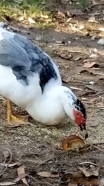 Liberated Ducks🦆🦆 Enjoy Spare Croissant 🥐😁I Wish You Good Health Dear 💕🦆🦆🌱🥰