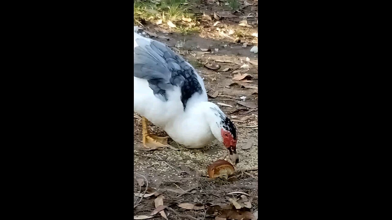 Liberated Ducks🦆🦆 Enjoy Spare Croissant 🥐😁I Wish You Good Health Dear 💕🦆🦆🌱🥰