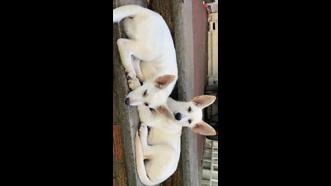 Apollo and Leyla Sleeping on the Back Steps!!