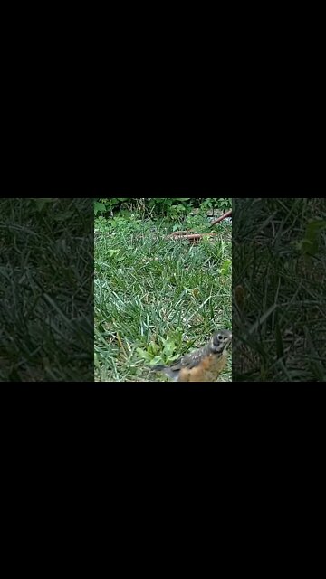 21 Day Old Fledgling Robin Trying To Keep Up With Dad #Shorts 😍