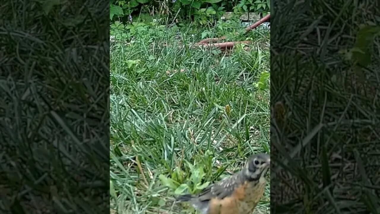 21 Day Old Fledgling Robin Trying To Keep Up With Dad #Shorts 😍