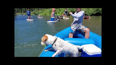 [Jack Russell Terrier Ares] a river day followed by sweet dream