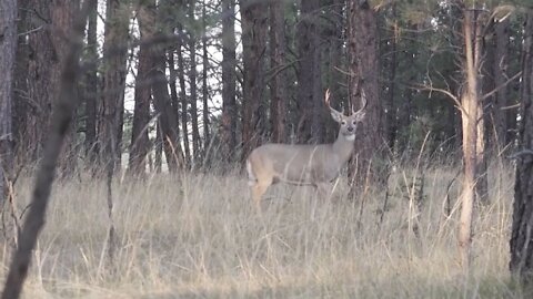 Bowhunting Lesson: When Deer Become Moving Targets