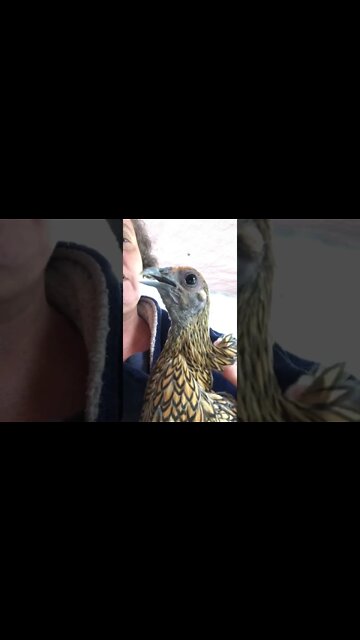 Gold sebright hen getting accustomed to handling