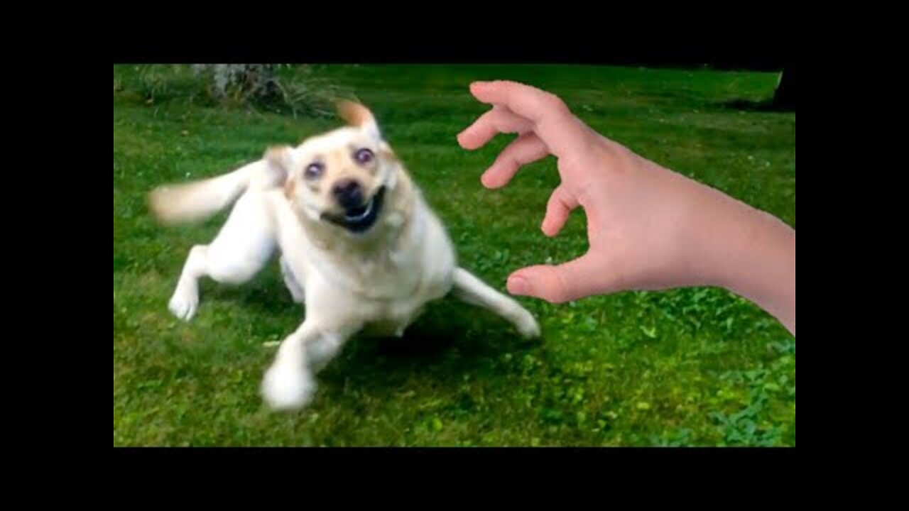 Funniest animal video - funny dogs and cats