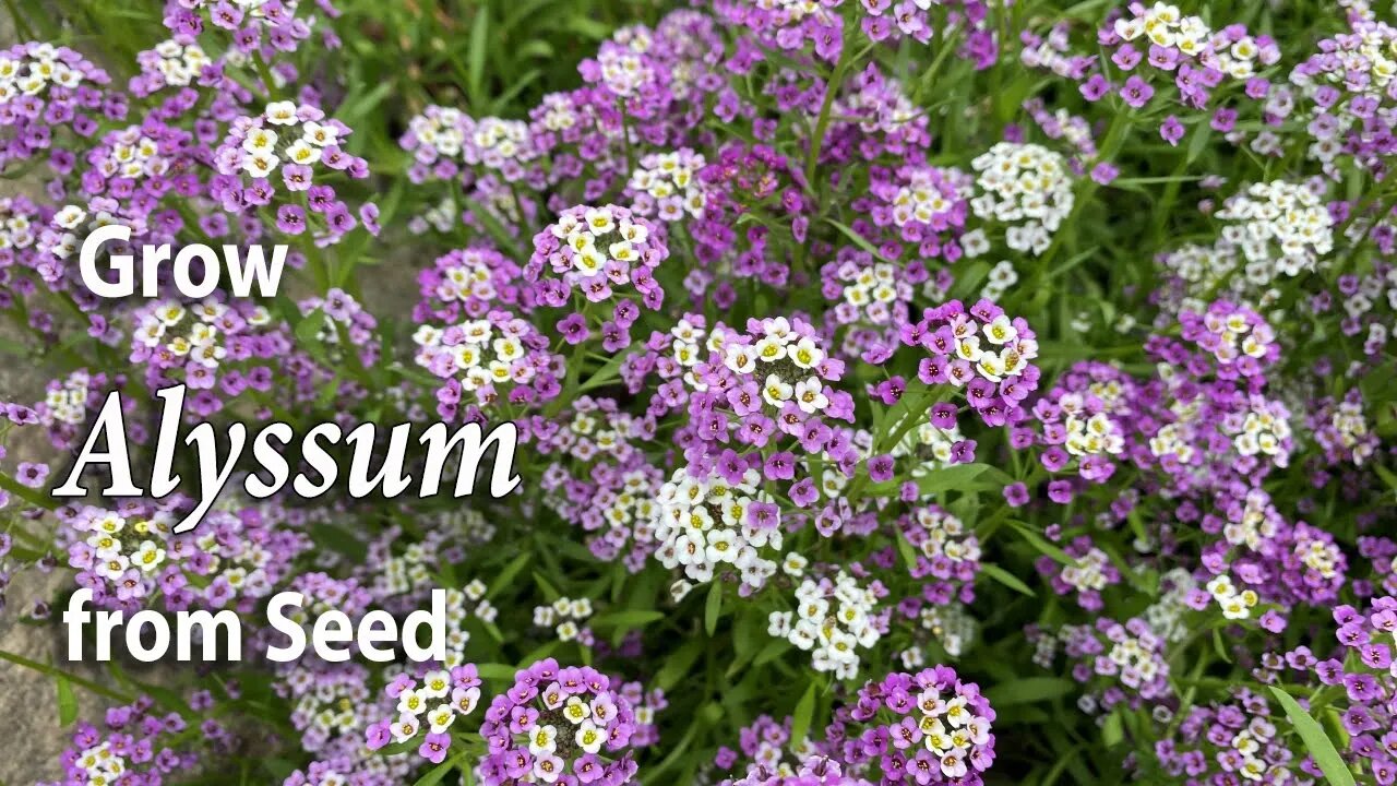 How to Grow Alyssum from Seed | An Easy Planting Guide