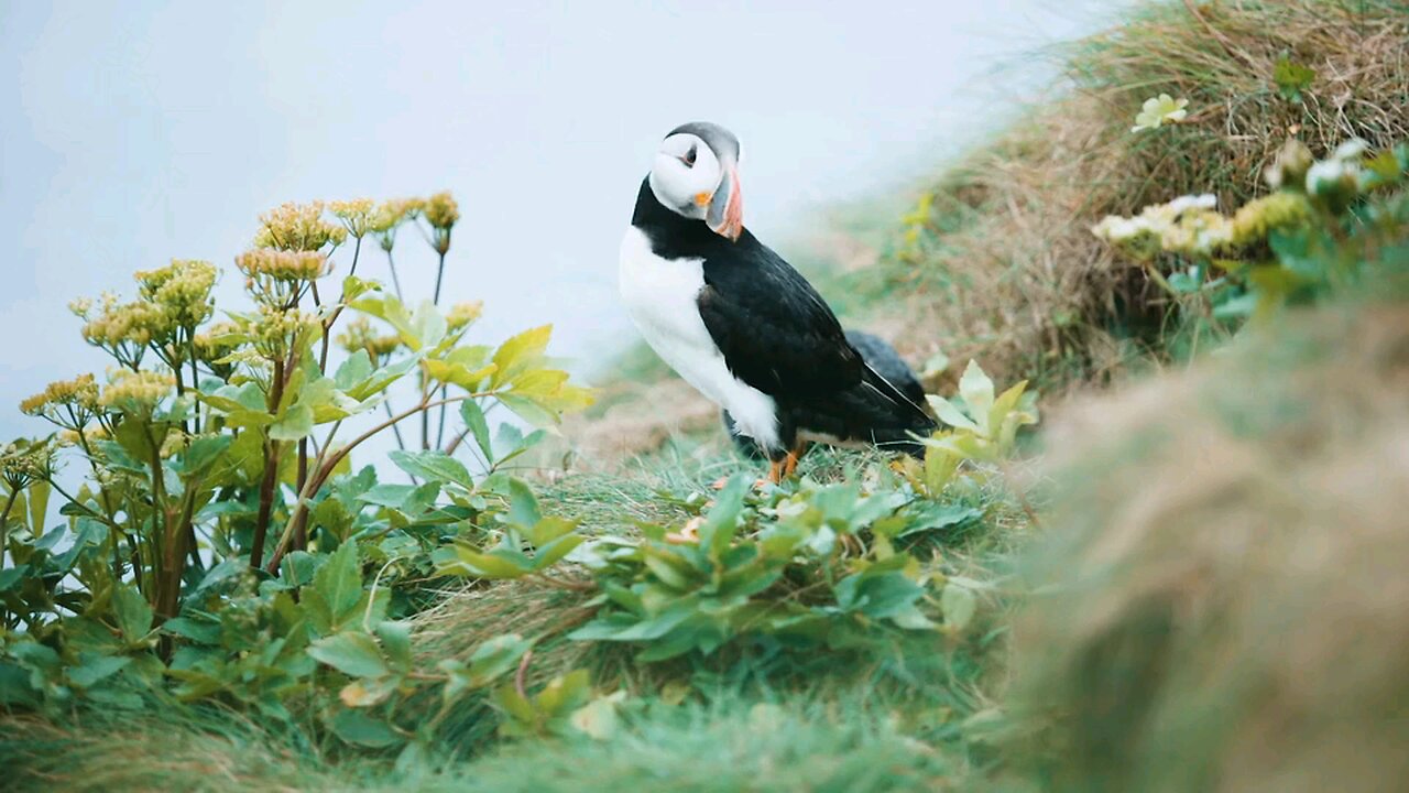 Bird in natural sceneary