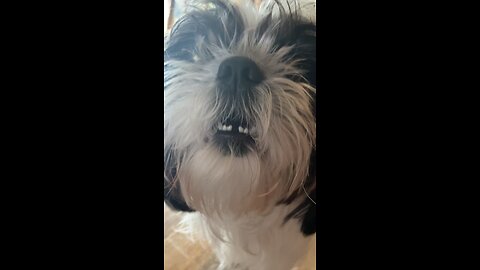 Shihtzu tantrum silly marble