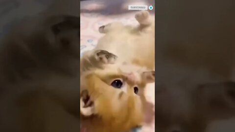 cute cat videos 😹 funny videos 😂🙃