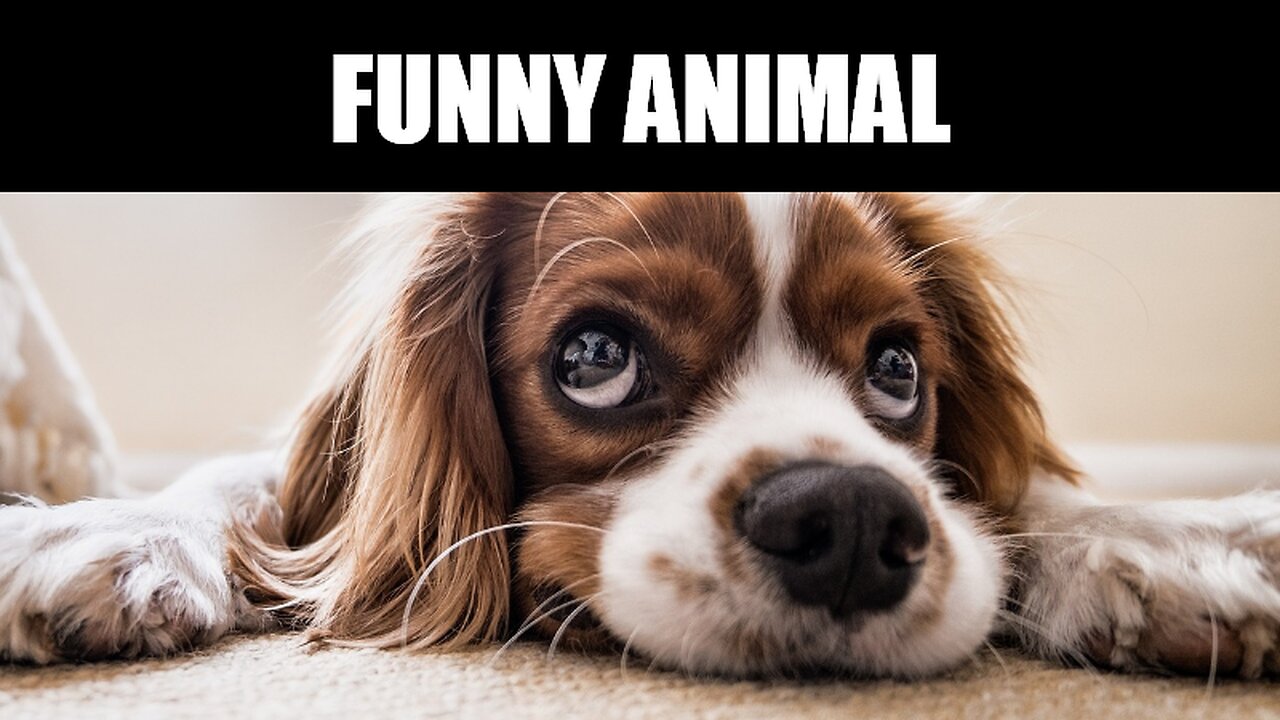 Funny Animal | Try not to smile