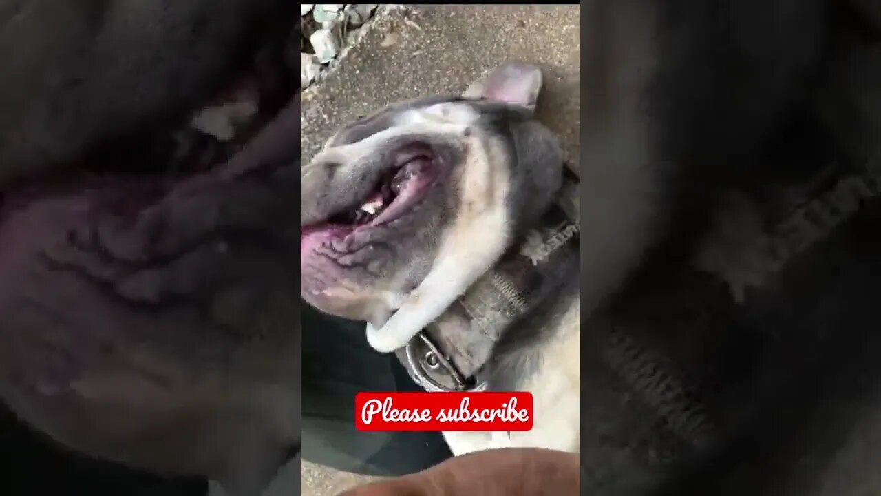 Cute Frenchie Making HAPPY NOISES! 🐶😂 #shorts