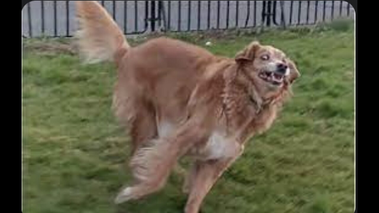 Funny Dogs And Cats Try Not To Laugh Challenge Video!