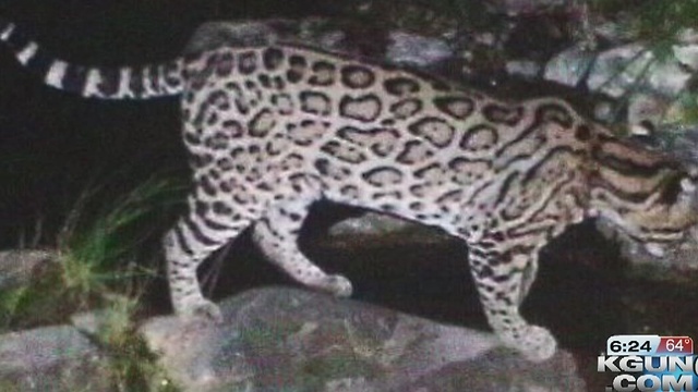 U.S., Mexico wildlife officials draft recovery plan for jaguar