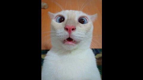 funny cats