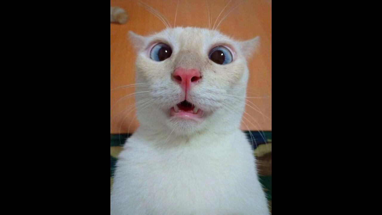 funny cats