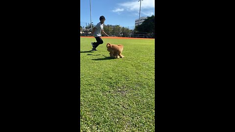 Soccer puppy