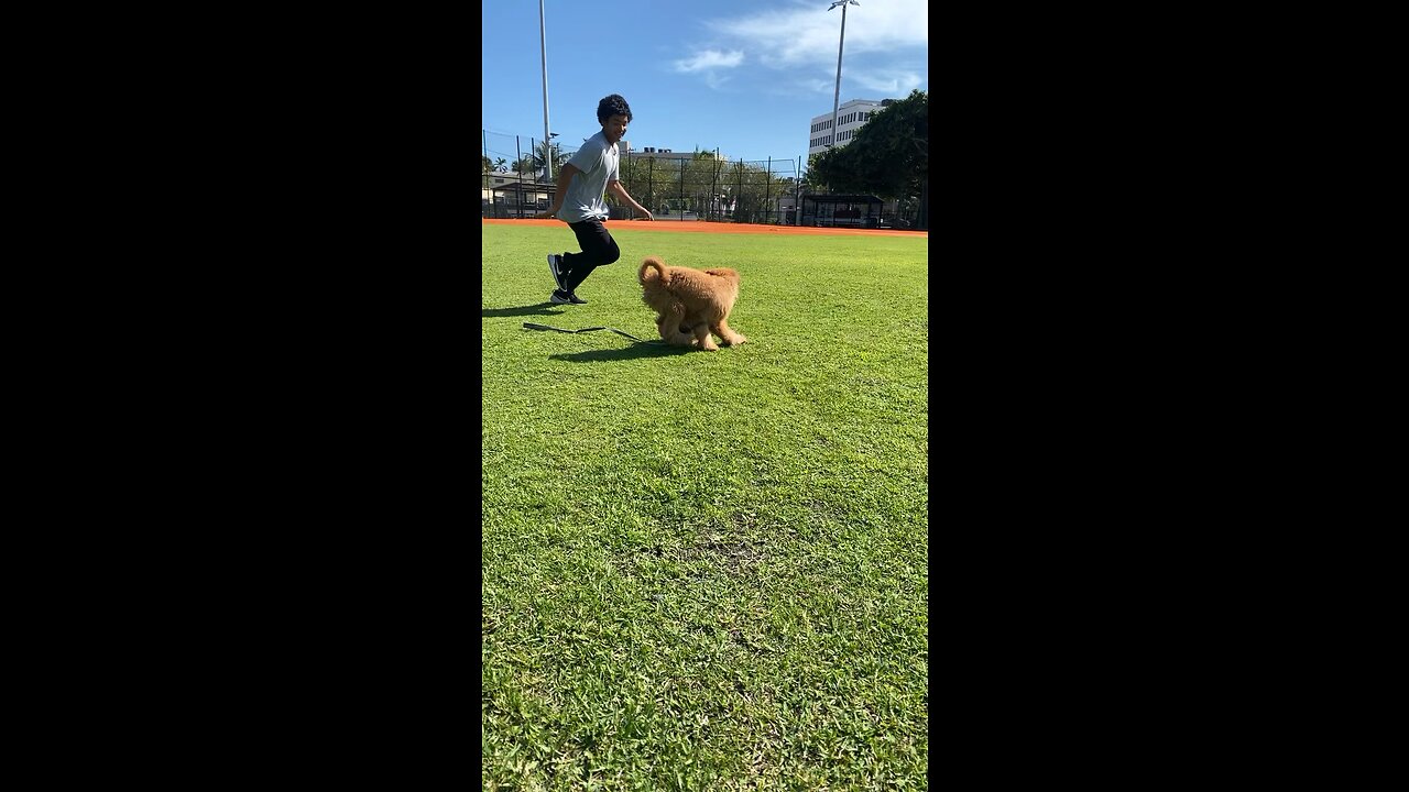 Soccer puppy