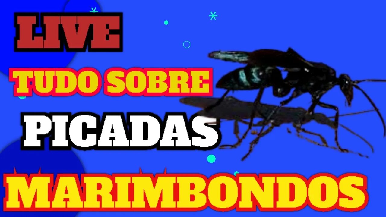 LIVE PICADA DE MARIMBONDO