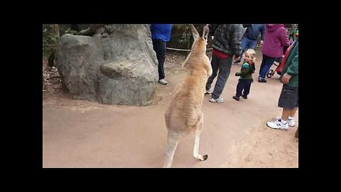 Kangaroo wants to fight! (Video 1)