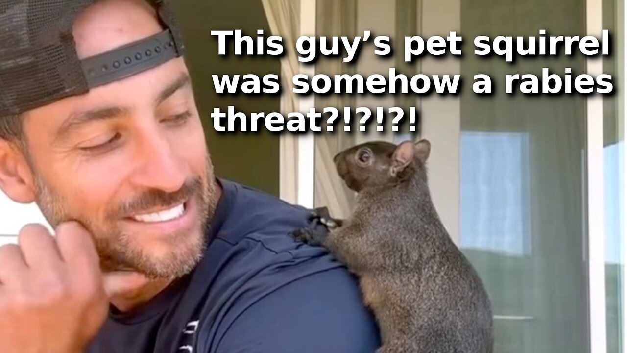 New York Killed Man’s Pet Squirrel of 7 Years Over Internet Karen Complaints, Claim Rabies Threat
