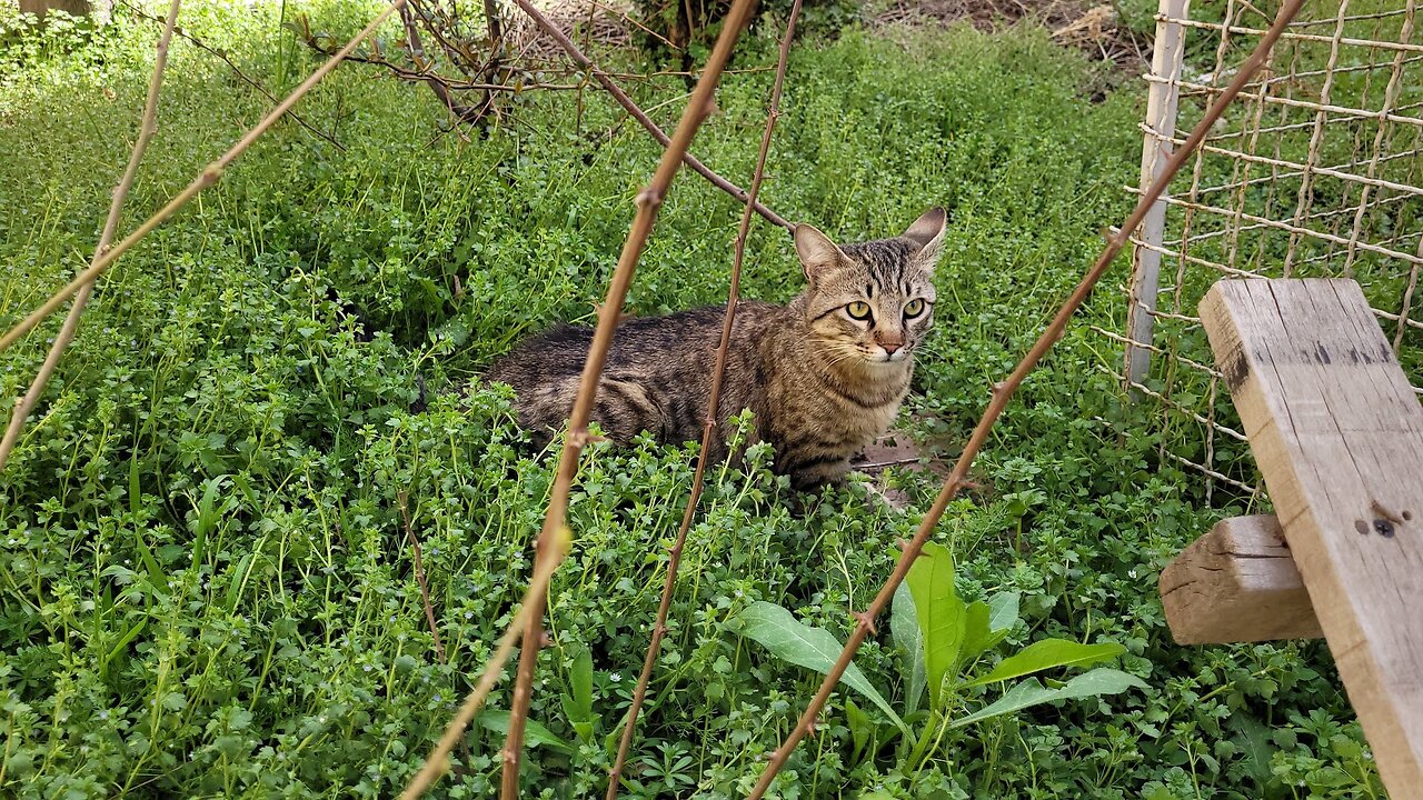 Cat gets to the nature for the first time in his life!