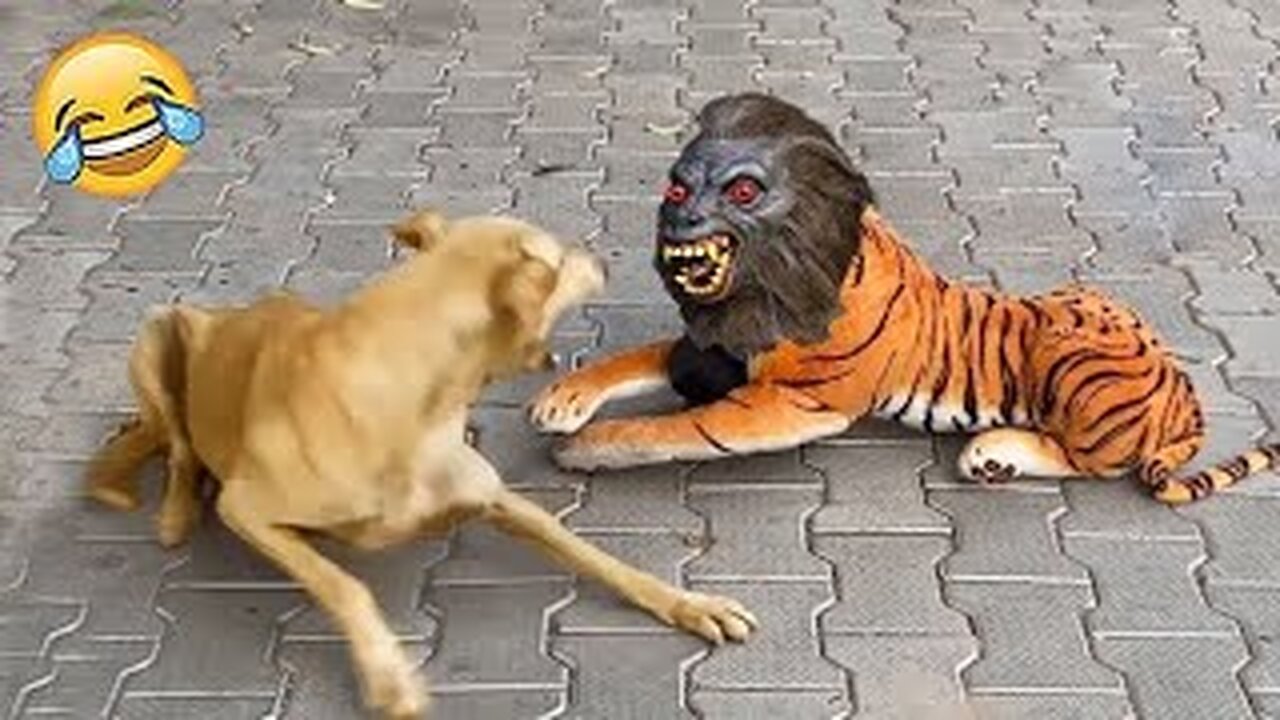 best funny animals videos