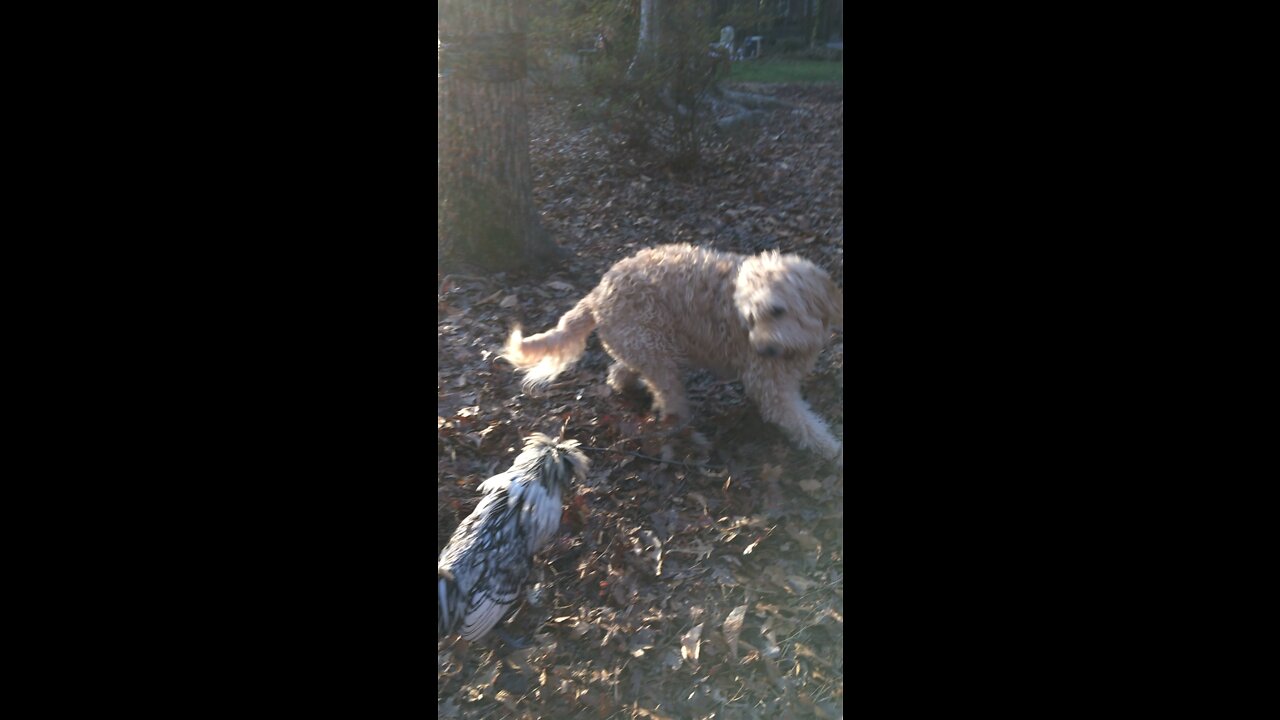 Dog Frank plays with his chicken