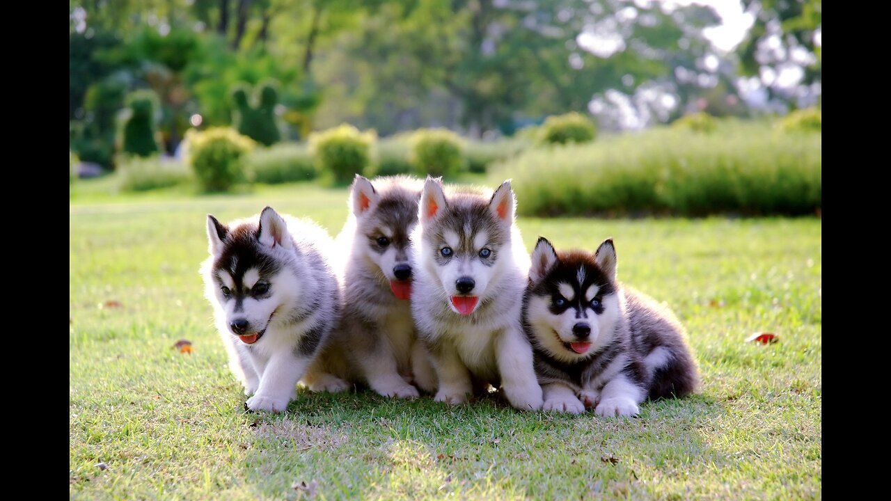 Jokes with dogs, funny dog, beautiful husky, games with pets, Siberian husky!!!