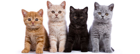 Cat istils