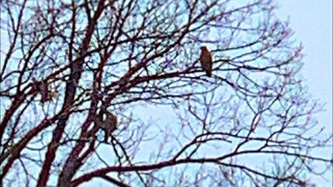 A Thought, A Tangent, A Hawk, SQUIRREL!!