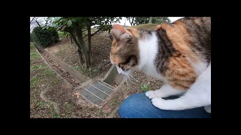 🐈 Funny cats, 面白い猫, 有趣的貓, قطط مضحكة