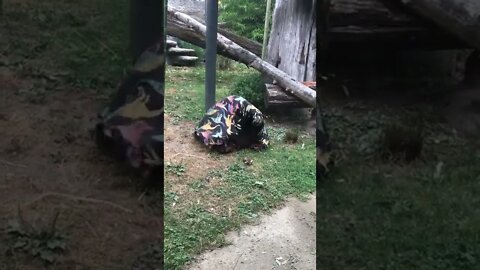 Orangutan blanket