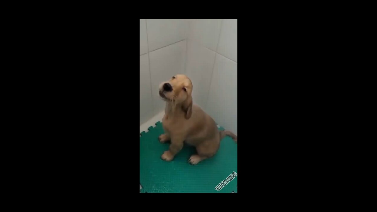 puppy bathing on his own