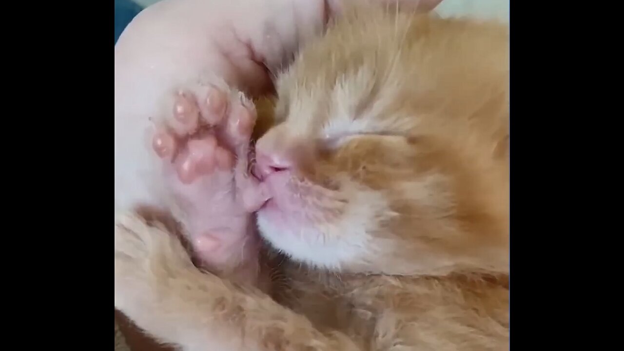 20 Minutes of Pure Cuteness: Adorable Kittens Compilation 😍