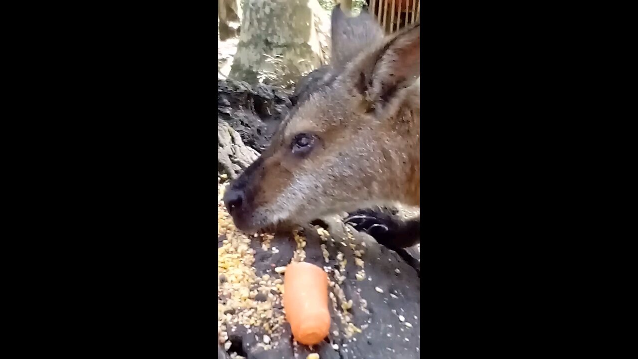 Catching Up With Goggles and the Ducks 🥰🥕🦘🦆🦆🍉😍