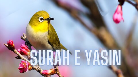 Surah e Yasin (Yaseen) beautiful recitation with Hindi and Urdu trjuma | सूरह ए यासीन | سورہ یس |