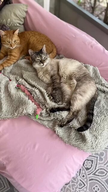 life could be a dream