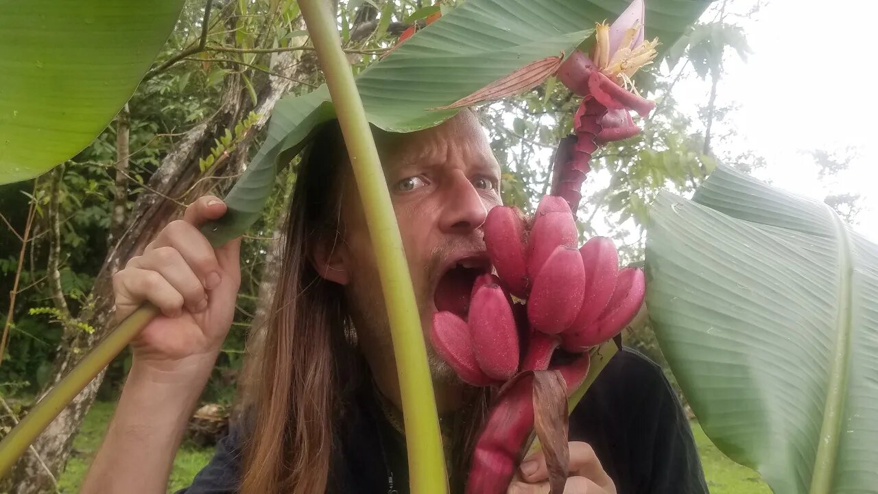 Amazon Update: Jungle Fruit, Crypto, and Normies-Oh My!