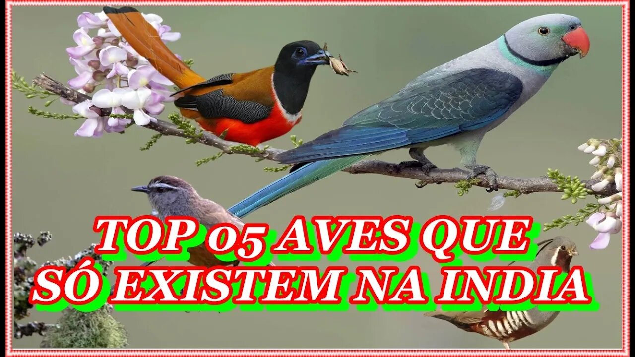 Top 5 aves que só existem na índia