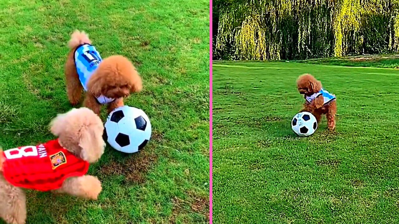 Atmosphere of a small World Cup match between puppies