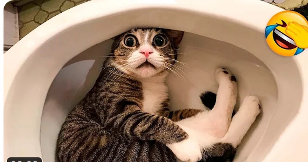 Funny cats, I dare you not to laugh Watch don't miss this....