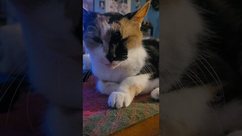 Senior Calico