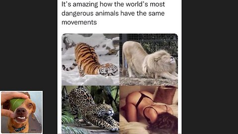 Memes That Will 99.86% Make You Laugh. (e85)