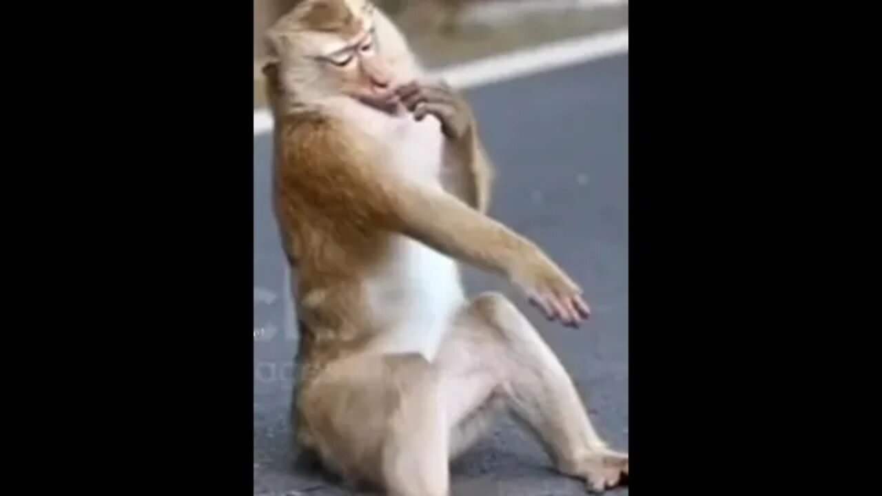 Monkey found something 🤣