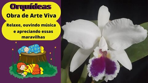 ORQUÍDEAS EM MELODIA RELAXANTE PARA OUVIR ENQUANTO APRECIA ESSAS BELEZAS DA NATUREZA