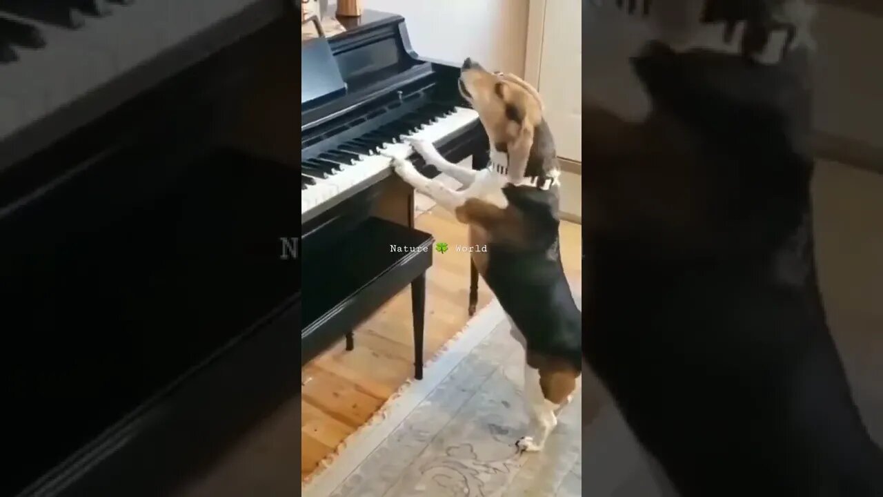 कुत्ता पियानो बजा रहा है😳Dog Playing Piano👈