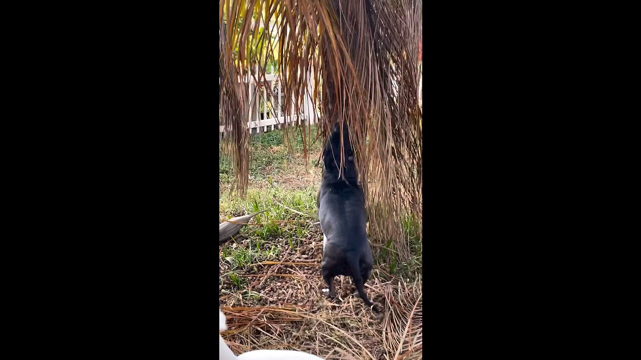 Collagen sticks keep 10 year old Willow jumping and playing ❤️🐾🦴🐾❤️