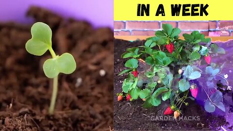 Garden hacks