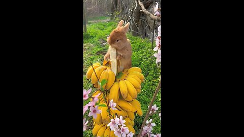 Rabbit eating banana